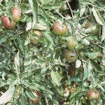 malusmertonworcesterfrusfoord1