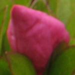 azaleaindicummacranthapinkflobud