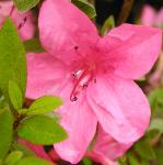 azaleaindicummacranthapinkflo