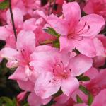 azaleaindicummacranthapinkflos1