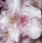 rhododendronpinkpearlflo