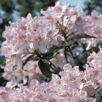 rhododendronpinkpearlflos1