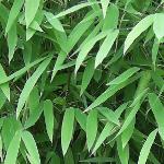 fargesiafolnitida1