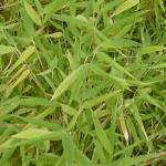 fargesiaformurieliaesimba1