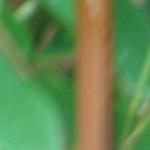 phyllostachyscaneaurea1