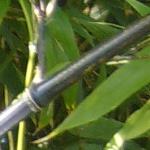 phyllostachyscanenigra1