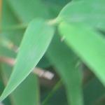 phyllostachysfolaurea1