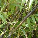 phyllostachysfolnigra1