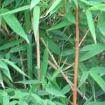 phyllostachysforaurea1