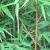 phyllostachysfortaurea