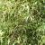 phyllostachysfortnigra