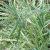 pleioblastusfortvariegatus