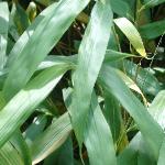 pseudosasafoljaponica1