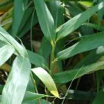 pseudosasaforjaponica1