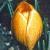 crocuscflochrysanthuseabowlesfoord