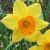 narcissuscfloceylondeeproot