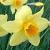 narcissuscflorustompashadeeproot