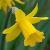 narcissuscflosmalltalkdeeproot