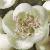 ccrataegusflo1monogyna1