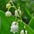 convallariacflospmajaliswikimediacommons1