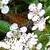cotoneastercflospdamneriiwikimediacommons1