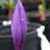 crocuscflonudiflorusrvroger1