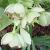 helleborusfoetidusflot9garnonswilliams1a