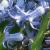 hyacinthuscflosporientalisbluefestivalgarnonswilliams1