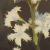 menyanthescfloptrifoliatabuckbeancorke1