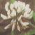 trifoliumcfloprepenswhiteclovercorke1