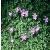 anemonecflo9blanda