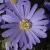 anemonecfloblandablueshadesrvroger1