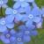 brunneramacrophyllacflorvroger