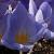 crocuscflopulchellusinspirationrvroger1