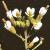fthaleflotcress