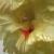 gladioluscfloblushingblondenagc