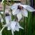 gladioluscflocallianthusmurielaervroger1