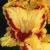 gladioluscflocourtjesternagc
