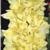 gladioluscflofancyrufflesnagc