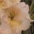 gladioluscflolemonblushnagc