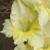 gladioluscflolemonmeringuenagc