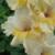 gladioluscflolibusenagc