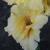 gladioluscflosolarstarnagc