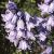 hyacinthoidesflothispanica