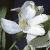 loniceraflotcaerulea