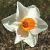 narcissuscfloredhilldeeproot1