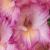 gladioluscflofragrantladynagc