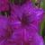 gladioluscflogladboynagc