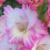 gladioluscflomothernaturenagc