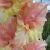 gladioluscflonezhnostnagc